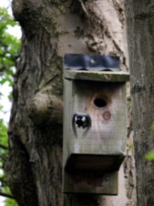 Great Tit on the go photo