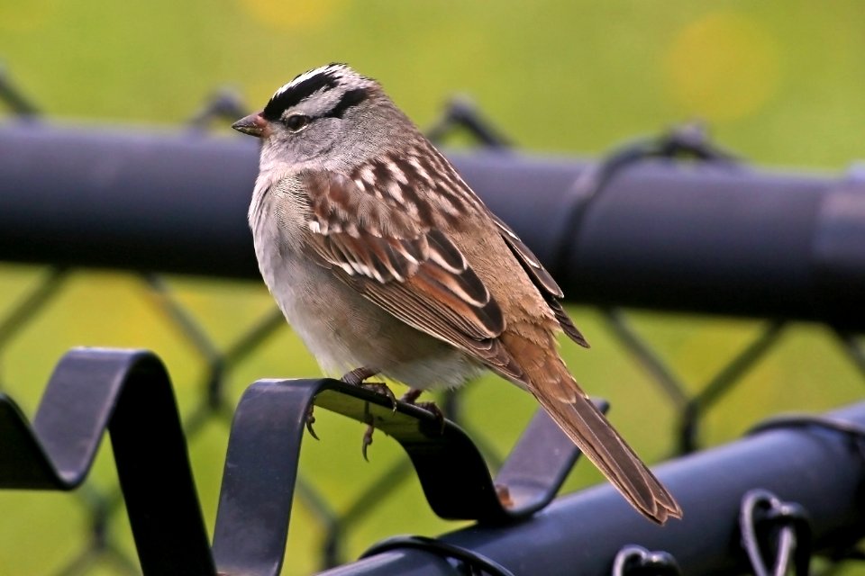 A little birdie landed on my fence