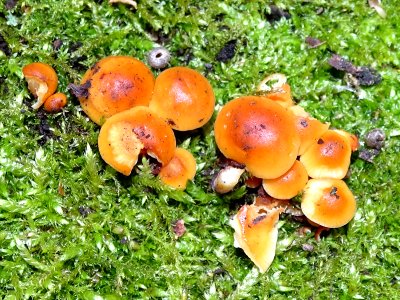 Flammulina velutipes photo