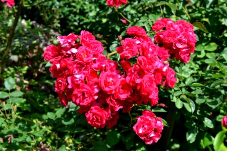roses photo