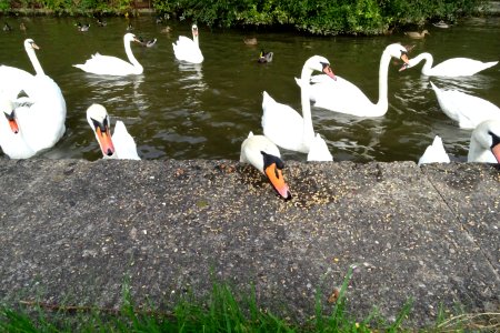 Feeding Time
