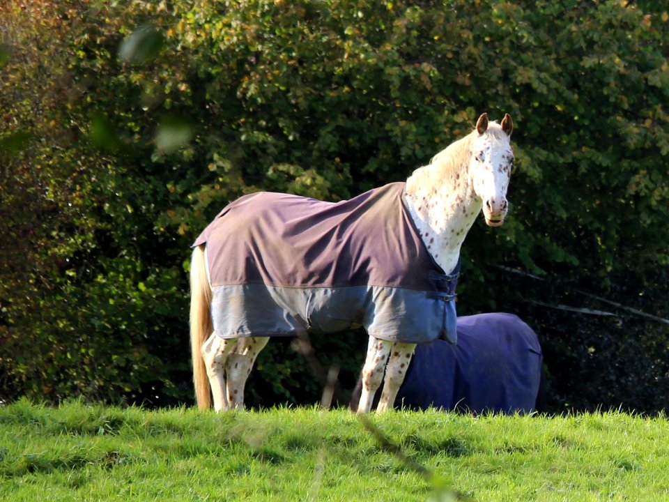 When I said I'd spotted a horse...
