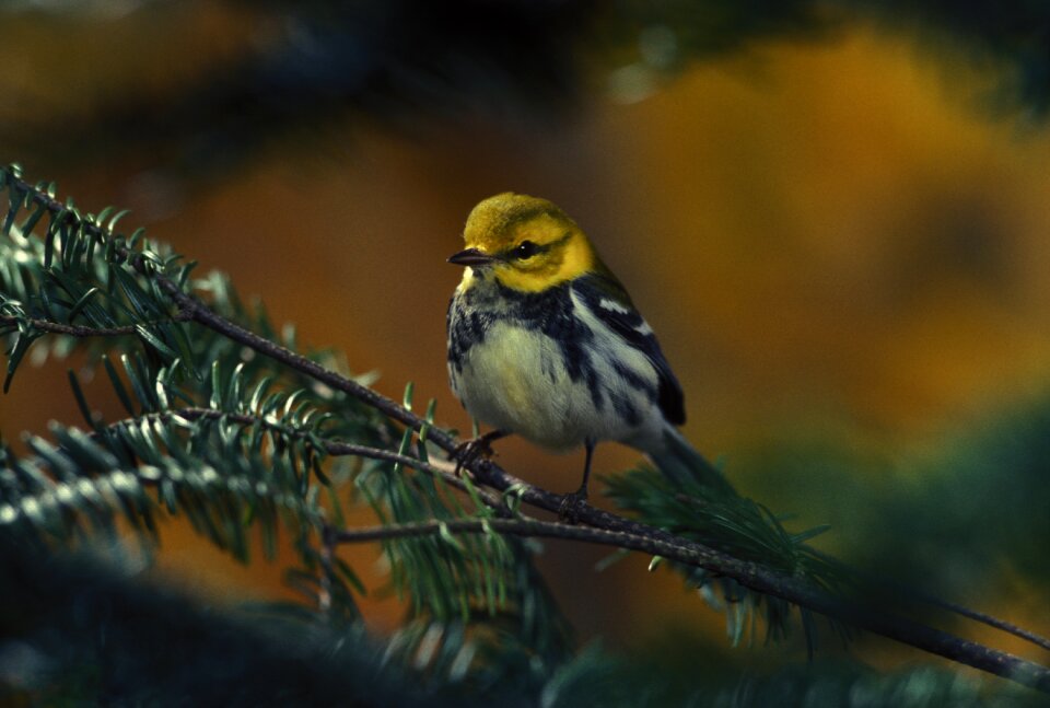 Black throated green wildlife