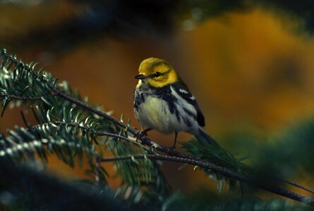 Black throated green wildlife