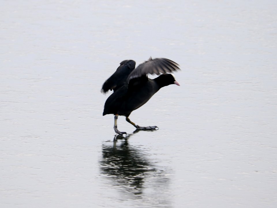 SWT Westport Lake. 31/01/2019