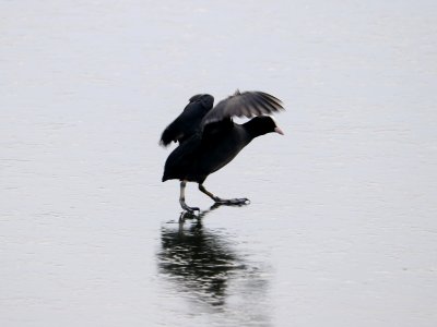 SWT Westport Lake. 31/01/2019 photo