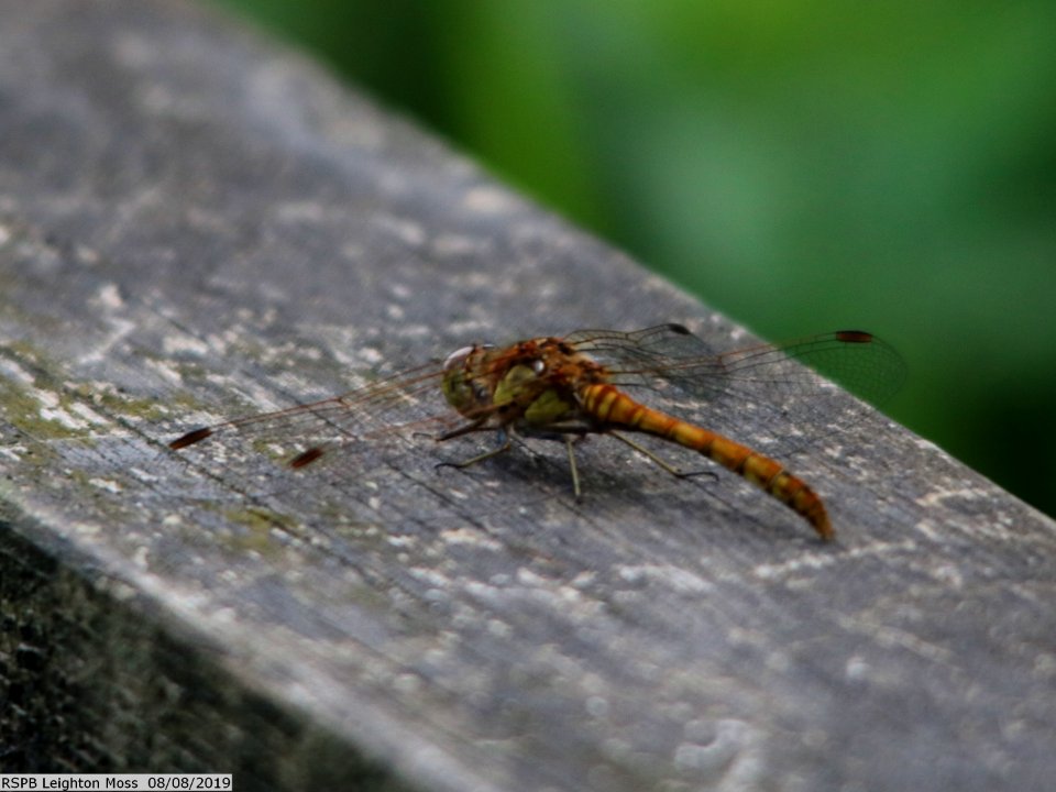 Common Darter, Sympetrum striolatum