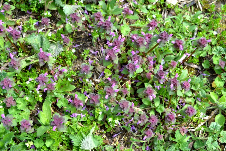 Flowers in the garden