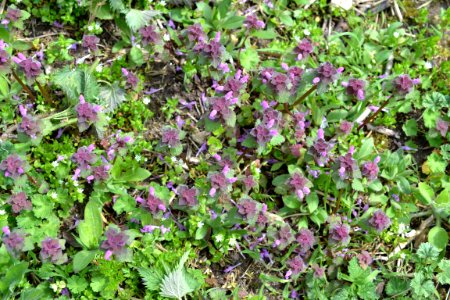 Flowers in the garden