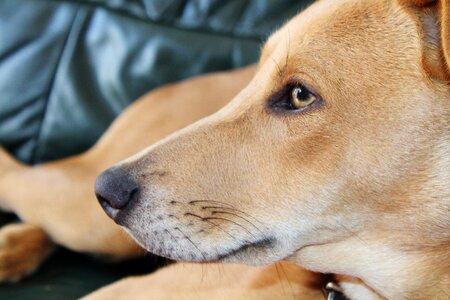 Snout dog portrait young dog photo