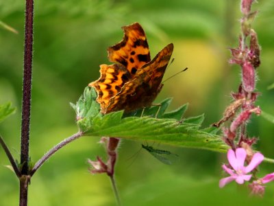 Comma Photobombed