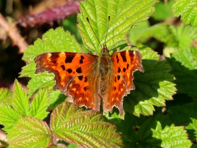 Comma photo