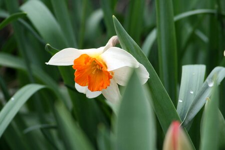 Garden flowers daffodil photo