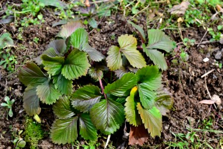 leaves of strawberry photo