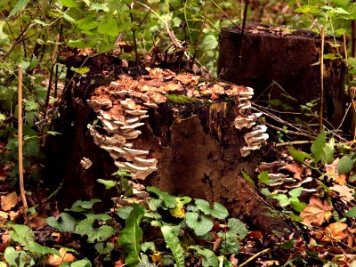 Tree Stump Fungus photo