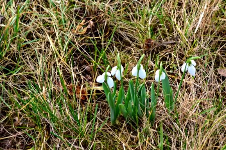 Snowdrops in February