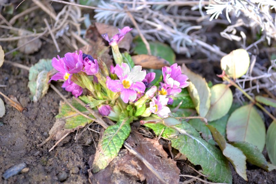 Primula in February