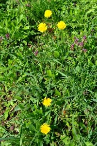 Flowers in the garden