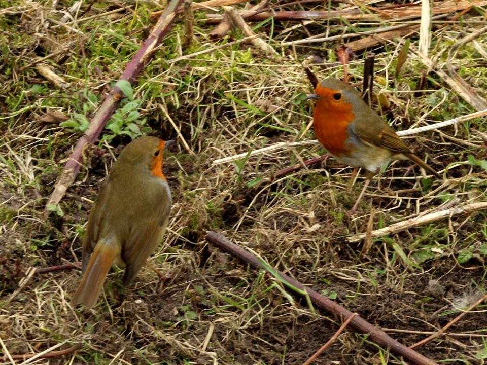 Robin and Robina. photo