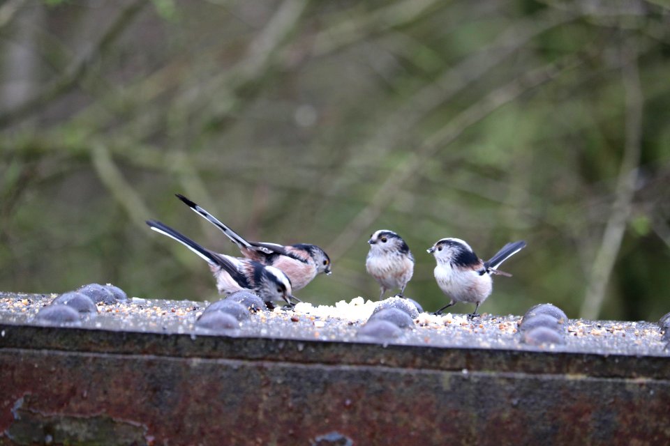Xmas Day Long-tailed Tits