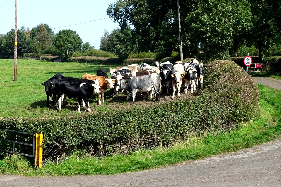 Houndings Herd photo