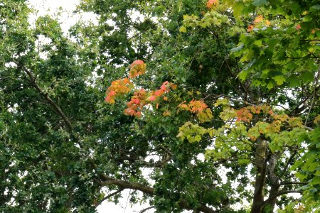 Cheshires Changing Seasons