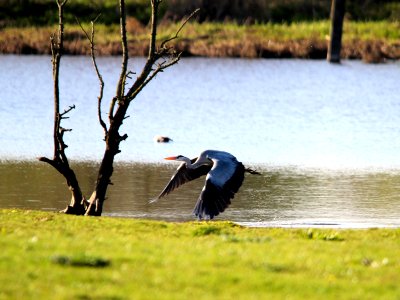 Ardea cinerea