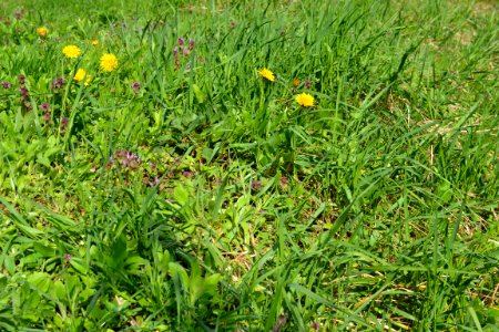 Flowers in the garden