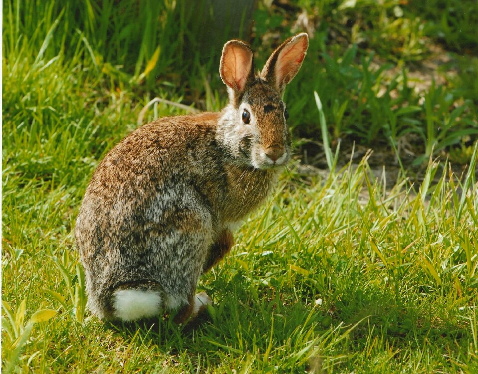 Bunny hare wildlife