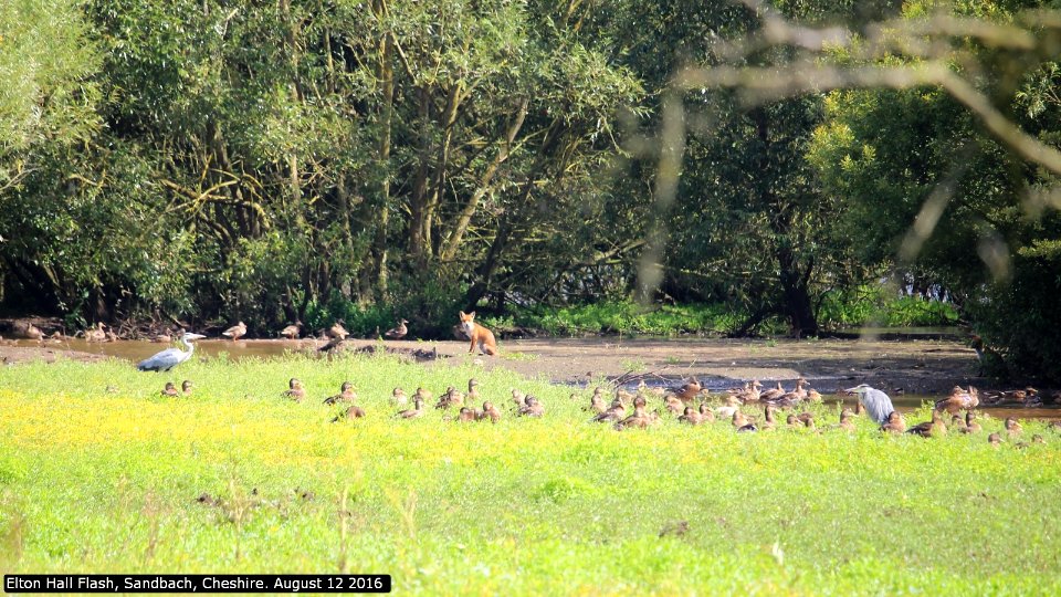 Cheshire Wildlife Friends