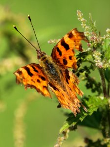 Comma damaged photo