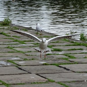Graceful Gull photo