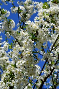 Blooming trees