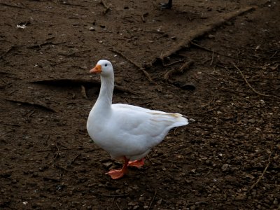 Domestic Goose photo