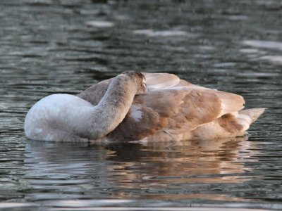 Snoozing Swanling