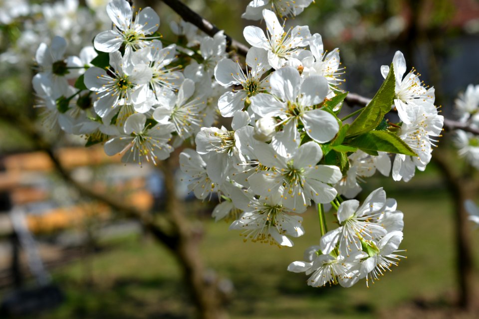Blooming trees