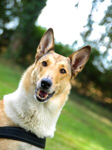 Dog colli kurzhaarcolli
