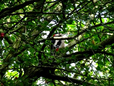 Great Spotted Woodpecker photo