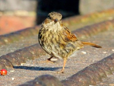 Dancing Dunnock