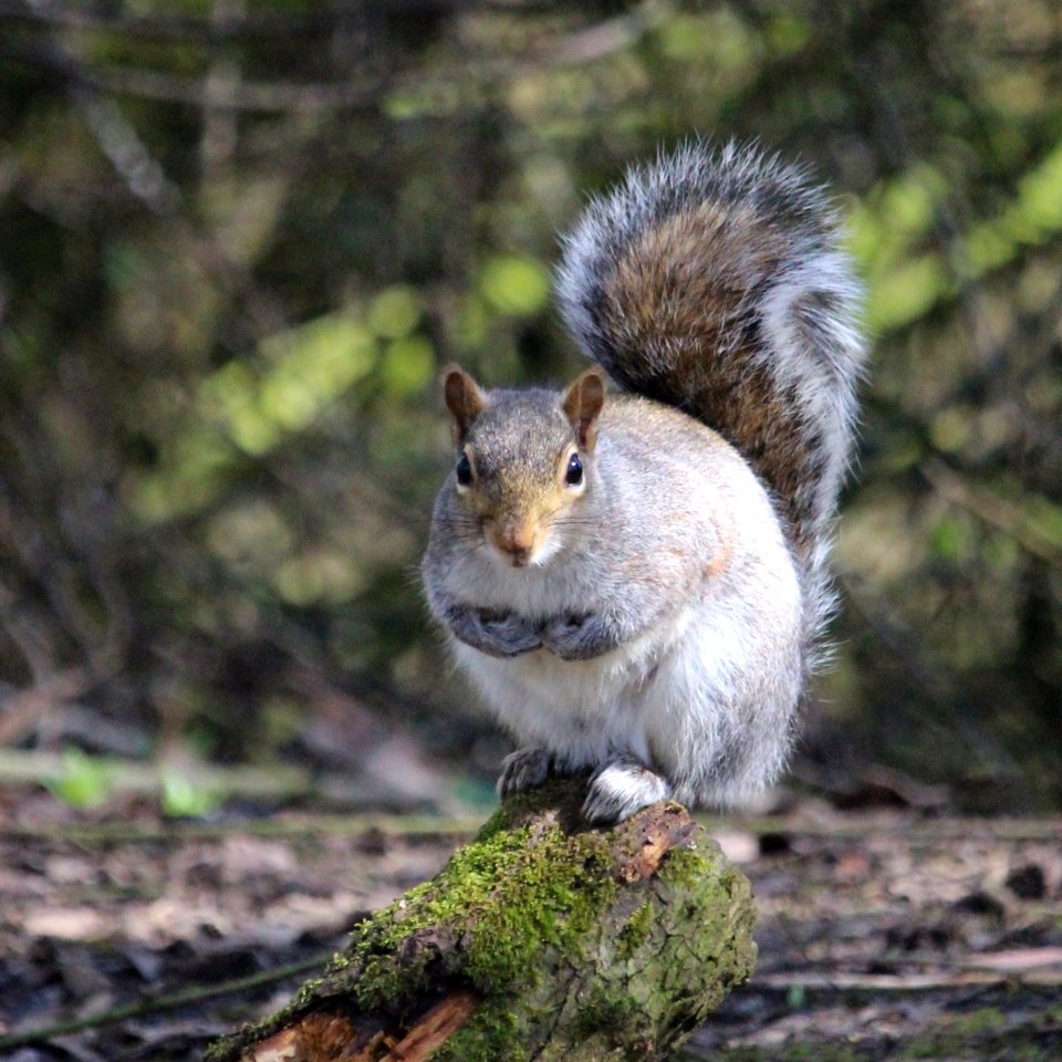 Squirrel A photo