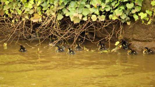 Malkins Bank Brood No. 3