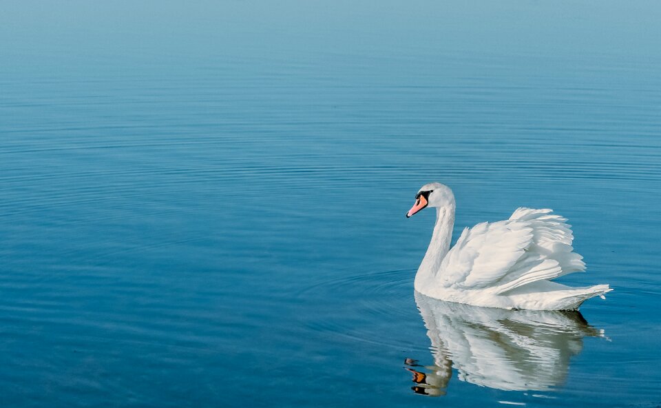 Bird swim lake