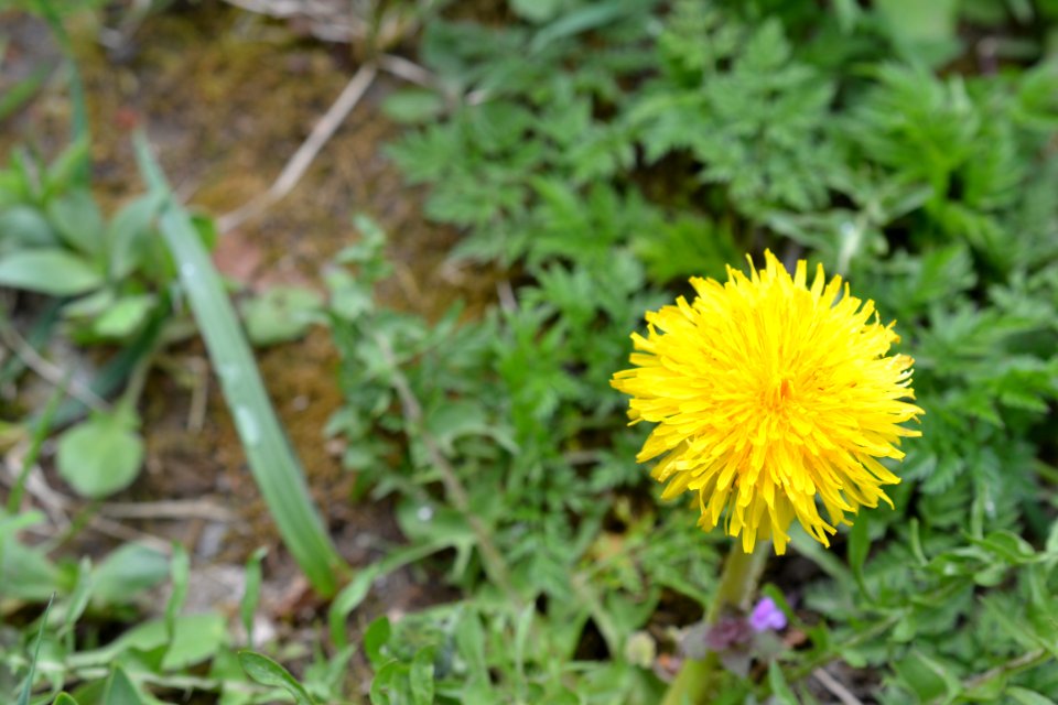 Flowers in the garden