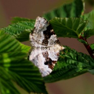 Day Moth