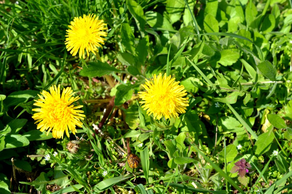 Flowers in the garden