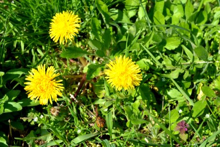 Flowers in the garden photo