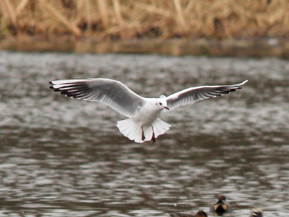 Hanging on the wind.