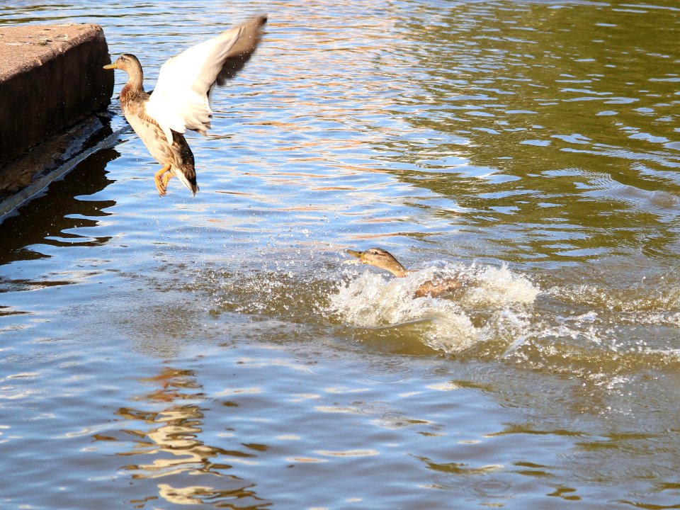 Fight or Flight. photo