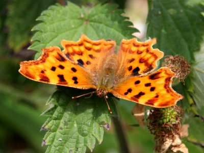 Comma at Rest photo