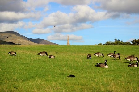 Geese say "Pick It Up"!! photo